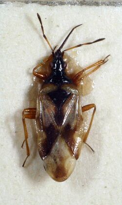 Anthocoris limbatus 01.jpg