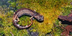 Aquiloeurycea cephalica, Chunky False Brook Salamander, Tamaulipas.jpg