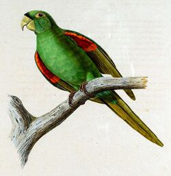 Aratinga chloroptera maugei.jpg