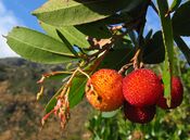 Arbutus unedo (frutu).jpg