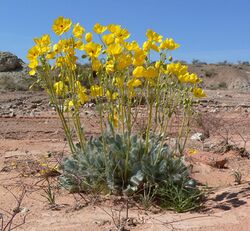 Arctomecon californica 14.jpg