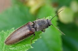 Athous haemorrhoidalis (2008-05-07).jpg