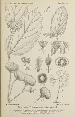 Illustration of "Trichospermum javanicum"