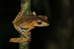 Borneo eared frog (Polypedates otilophus) from Kubah National Park, Sarawak.