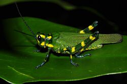 Brazilian flag grasshopper (9378880424).jpg