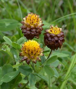 Brown Clover Trifolium badium (6207697213).jpg