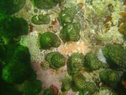 Brush nudibranch at Pinnacle DSC00569.JPG