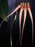 Bulbophyllum ornatissimum Orchi 32.jpg
