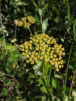 Bupleurum fruticosum3.jpg