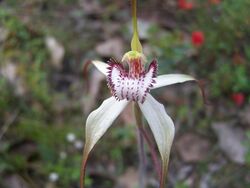 Caladenia venusta.JPG