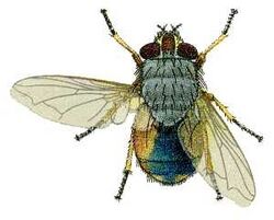 Calliphora augur illustration.jpg