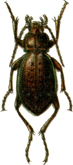 Carabus loschnikowi Jacobson.png