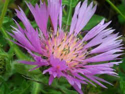 Centaurea pullata canada FlowersCloseup 01May2009 CampodeCalatrava.jpg