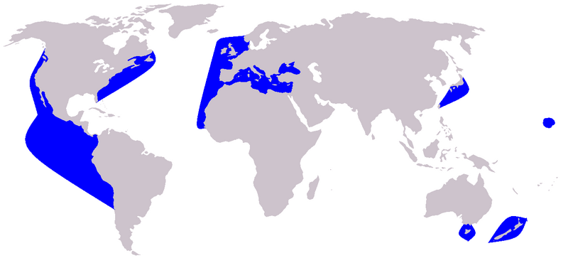 File:Cetacea range map Short-beaked Common Dolphin.PNG