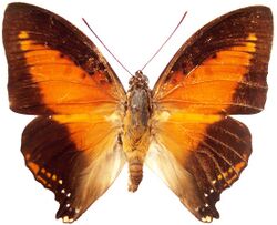 Charaxes zingha dorsal.jpg