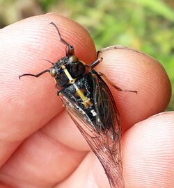 Chathams cicada by Peter de Lange.jpg