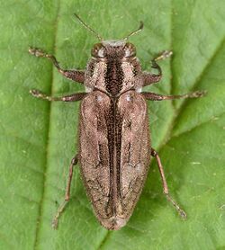 Chrysobothris cribraria (50056446542).jpg