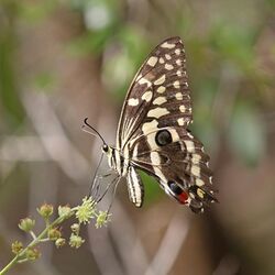 Citrus swallowtail Christmas butterfly (Princeps demodocus) fresh.jpg