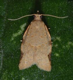 Clepsis virescana (14852369299).jpg