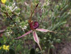 Clubbed Spider Orchid.JPG