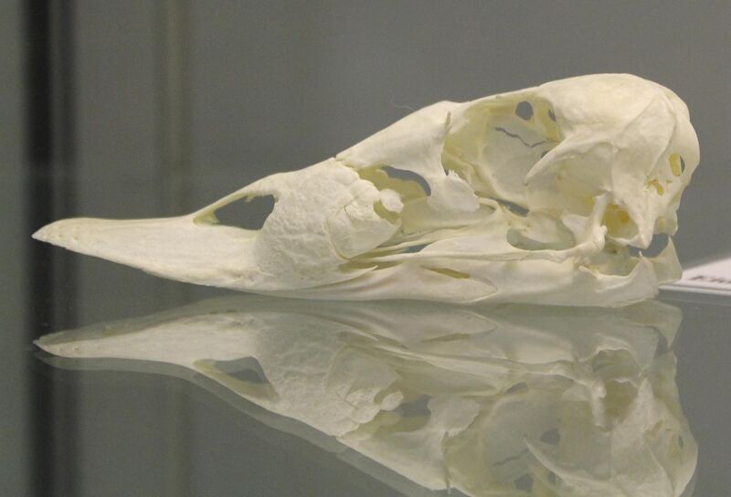 File:Common Eider (Somateria mollissima) skull at the Royal Veterinary College anatomy museum.JPG