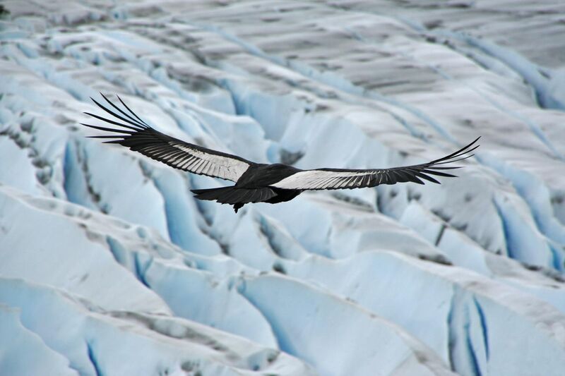 File:Condor des Andes mâle adulte.jpg