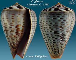 Conus glaucus 2.jpg