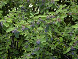 Cotoneaster acutifolius.jpg