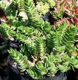 Crassula ciliata - CT 9.jpg