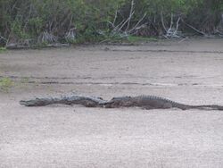 Crocodile and Gator at Mrazek Pond (2), EVER, NPSPhoto, SCotrell, 4-2011 (9255694189).jpg