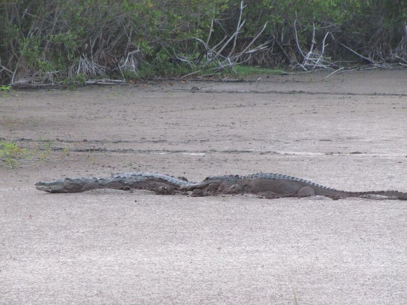File:Crocodile and Gator at Mrazek Pond (2), EVER, NPSPhoto, SCotrell, 4-2011 (9255694189).jpg