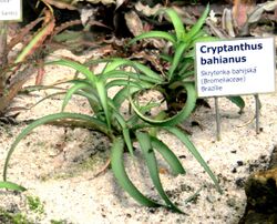 Cryptanthus bahianus Liberec 1.jpg