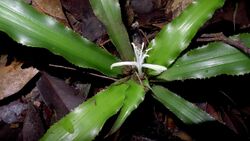 Cryptanthus coriaceus Leme (8813872889).jpg