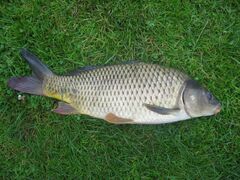 Common carp on grass out of water