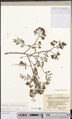 Dalbergia pseudobaronii.jpg