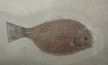 Fossil of a round fish