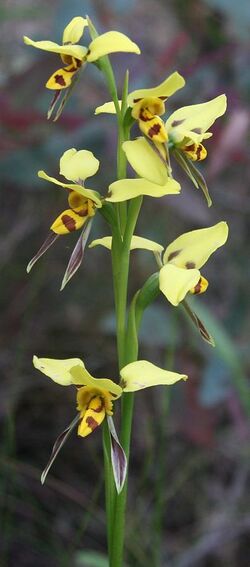 Diuris sulphurea lawson109.jpg