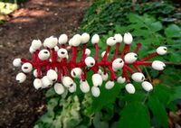 Doll's Eyes, Mount Auburn Cemetery, Cambridge, Massachusetts.jpg