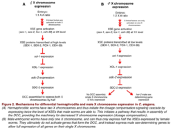 Dosage compensation in C. elegans.png