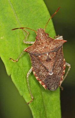 Dusky Stink Bug - Euschistus tristigmus, Chubb Sandhill Natural Area Preserve, Sussex County, Virginia.jpg