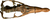 Eardasaurus Skull Dorsal View - Extracted.png