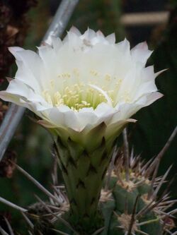 Echinopsis deserticola (1).jpg