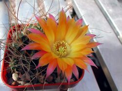 Echinopsis pampana1PCJO.jpg