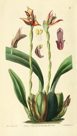 Edwards' botanical register, or, Ornamental flower-garden and shrubbery .. (1829-1847) (20551718314).jpg
