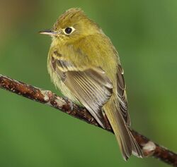 Empidonax flavescens-cropped version.jpg