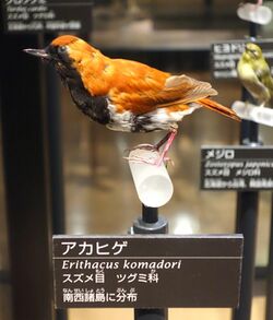 Erithacus komadori - National Museum of Nature and Science, Tokyo - DSC07033.JPG