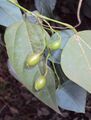 Erythropalum scandens 02.JPG