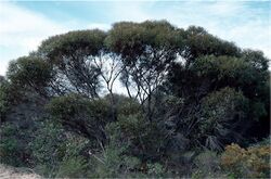 Eucalyptus foecunda.jpg