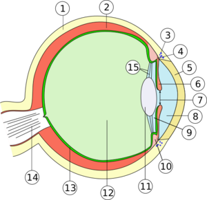 Mammal eye structure: