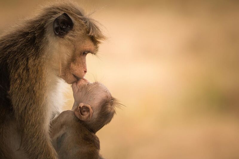 File:Female Toque macaque with baby - (Harmony of Life).jpg